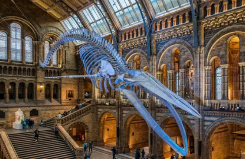 How to Get to the Natural History Museum in London