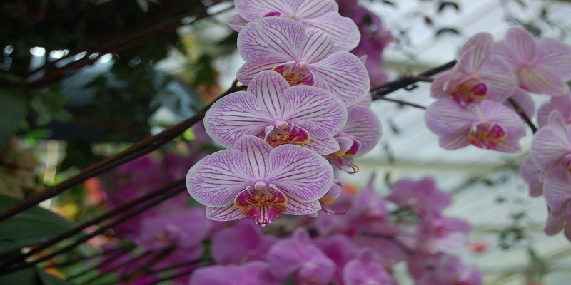 Phalaenopsis (Moth Orchids)