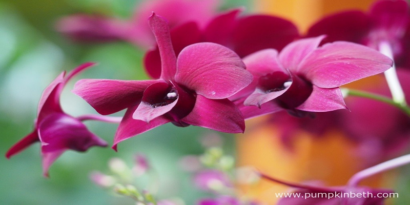 Dendrobium Orchids